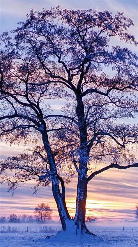 Evening Winter Trees Snow 5k Iphone 8 Wallpapers Free Download