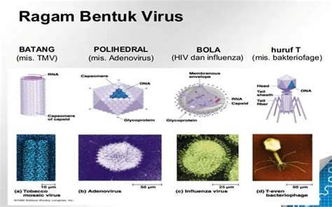 VIRUS PENJELASAN SEJARAH CIRI CIRI JENIS STRUKTUR BENTUK