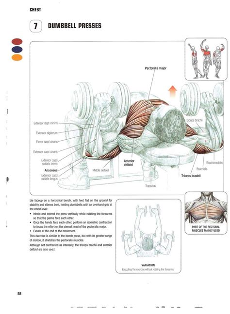 Frederic Delavier Strength Training Anatomy Strength Training Anatomy