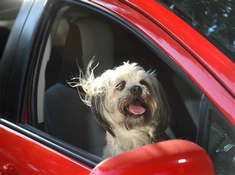 Dogs In Cars Adorable Photos Of Dogs Enjoying Their Ride Bored Panda