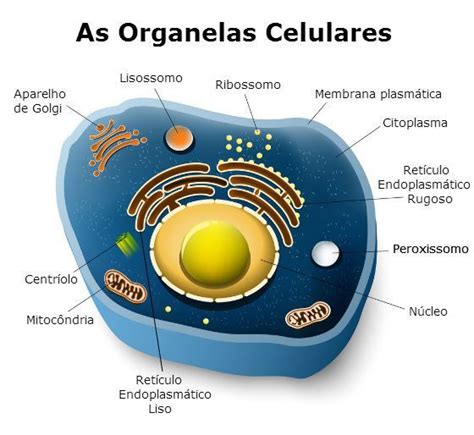 Organelas Celulares Célula Animal Estrutura Celular Membrana Plasmática