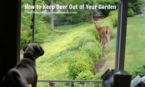 Dig a large shallow hole and fill it with sand. How to Keep Deer Out of Your Garden - Stop Feeding Them ...