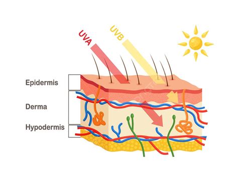 Sun Rays Penetrate Skin Layers Uva Vs Uvb Vector Beauty Epidermis