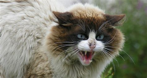 Feral Cats In Australia Nearly 100 Of The Country Has A Cat Problem