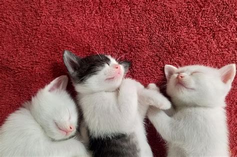 50 Of The Cutest Photos Of Kittens Sleeping Readers Digest