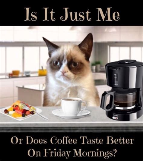 is it just me or does coffee taste better on friday mornings ☕️ funny grumpy cat memes cat