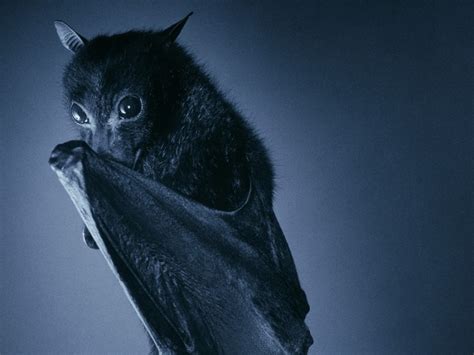Are You Still Afraid Of Bats Then We Are Coming To You Pictolic
