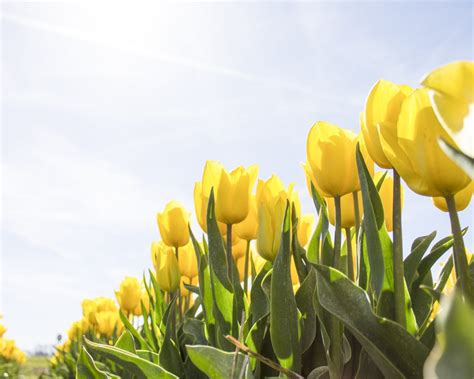 There is no better way to feel like a wallpaper if you want to share the hd car wallpapers use the button up to the right. Yellow Tulips Wallpaper 4K | HD Wallpaper Background