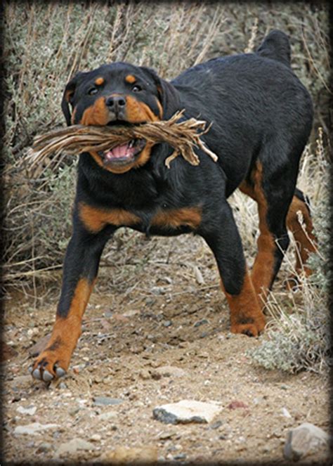 Rottweiler puppies for sale in florida, fl; rottweiler puppies for sale in ct