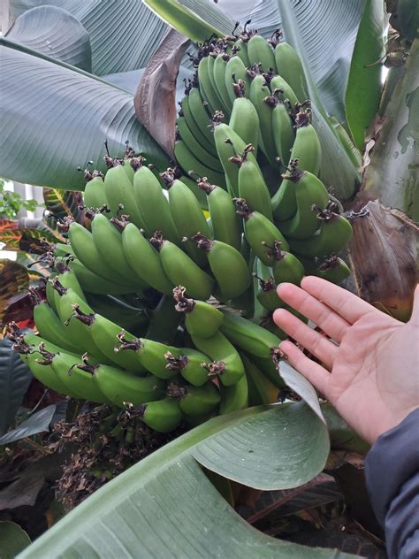 Banana For Scale Rindoorgarden