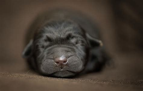 Black Lab Pup Newborn Photograph By Jonathan Ross Fine Art America