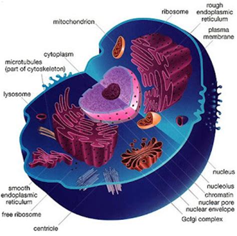 Plasma membrane or cell membrane. Cell membrane animal cell ~ Geoweek's