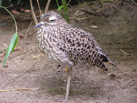 Burhinus Capensis Cape Thick Knee In Zoologischer Garten Duisburg