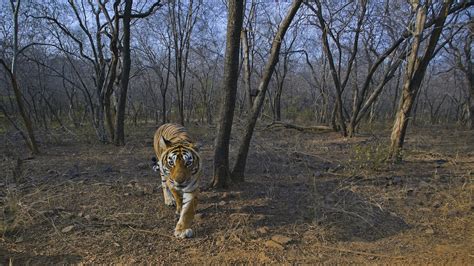 Tiger Conservation Beyond Protected Areas I Roundglass I Sustain