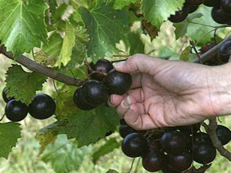 Find photos of grape vine. Muscadine Grape Vine Fertilizer | Cromalinsupport