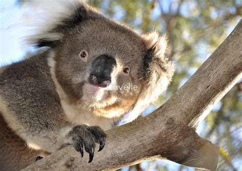Koala Bear Stare By Olivelle Redbubble