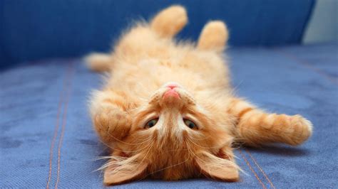 Upside Down Cat Wallpapers Wallpaper Cave