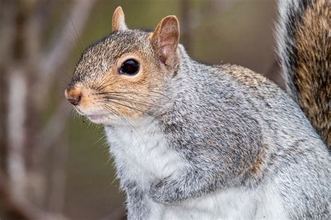 Maryland Biodiversity Project Eastern Gray Squirrel Sciurus