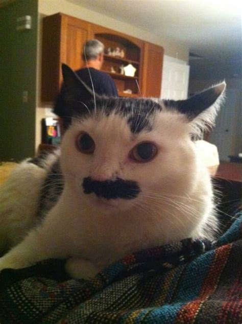 Cat Mustache Funny Cat Memes Funniest Cat Memes Cat Memes