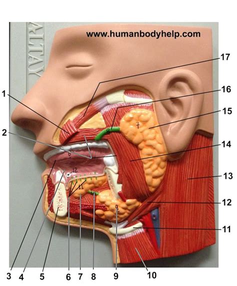 Human Tongue Physiology