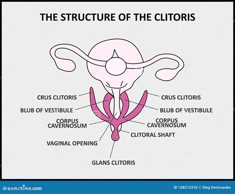 La Estructura Del Clítoris Una Vagina Femenina De La Anatomía Del Cartel Médico Stock De