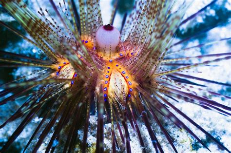 Red Sea Urchin Photograph By Georgette Douwma Fine Art America