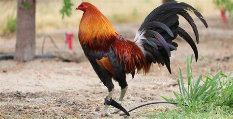 Mclean Hatch Gamefowl Mclean Hatch Rooster Breeds Game Fowl Rooster
