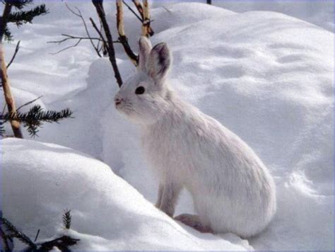 Tularemia Infections In Alaska Snowshoe Hares