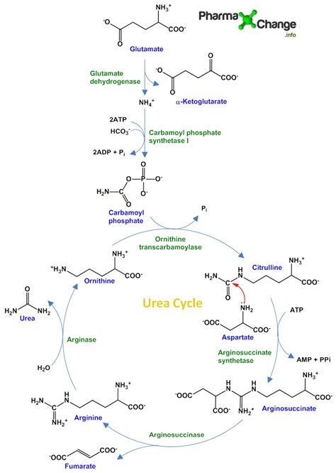 Steps Of Urea Cycle