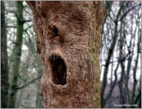 40 Most Funniest Tree Face Pictures That Will Make You Laugh In 2020