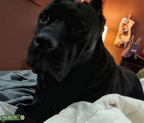 Beautiful Black 3 Year Old Female Cane Corso Stud Dog In South