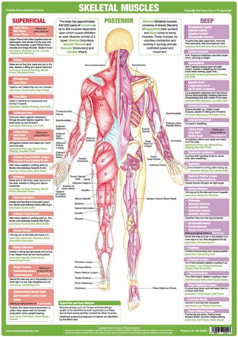 Muscle Anatomy Charts Skeletal Human Body Posters Muscle Anatomy