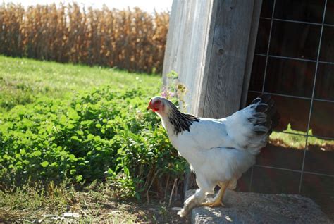 Light Brahma Chickens Baby Chicks Cackle Hatchery