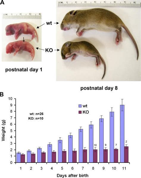 Nebulin−− Mice Are Born At A Similar Weight As The Open I