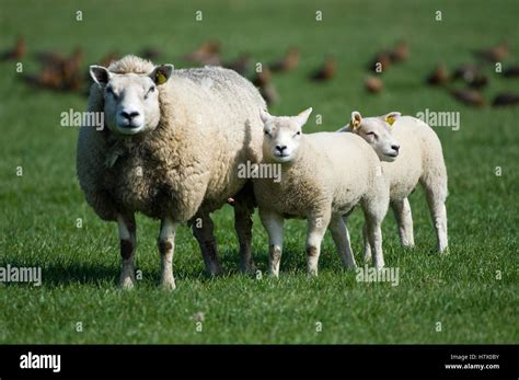 Domestic Sheep Ovis Aries Ewe With Two Lambs Texel Netherlands
