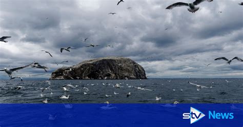 Naturescot Taskforce Recommends Scottish Islands Ban Tourists From Landing Amid Bird Flu