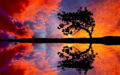 Sunset Tree Reflection Desktop Hd Wallpapers For Mobile Phones And Pc