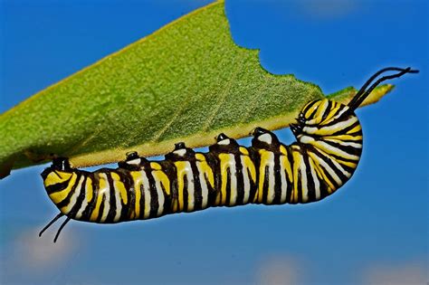 Black Yellow And White Monarch Butterfly Caterpillar · Free Stock Photo