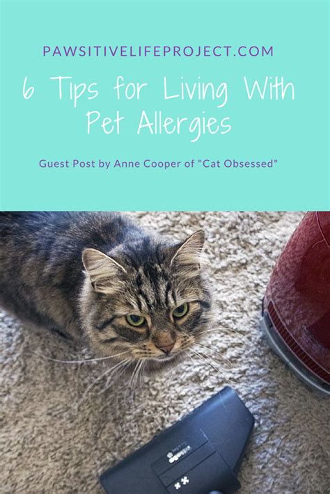 Pet Allergies And How To Live With Them 6 Tips For Living With Pet