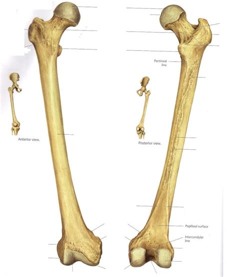 Femur 876×1023 Anatomía Huesos Largos
