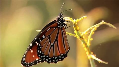 monarch butterfly facts pictures video find out about