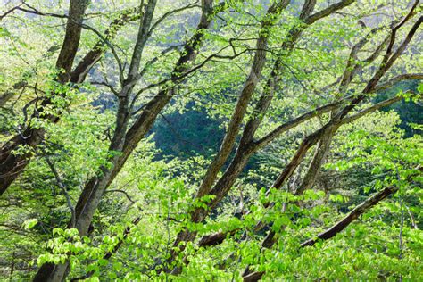 群馬県 新緑の雑木林 [88509215] | 写真素材・ストックフォトのアフロ