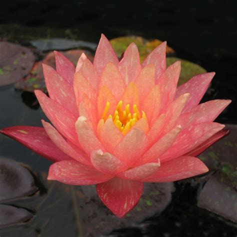 Thai hardy waterlilies can be grown from cool to warm climates. Wanvisa |Hardy Water Lily | The Pond Guy