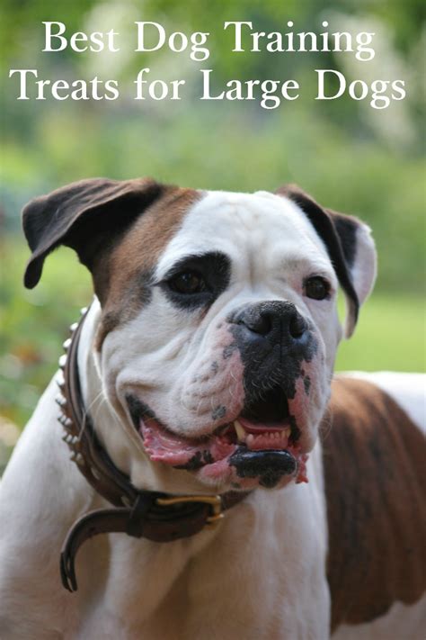 We did not find results for: How To Choose The Best Dog Training Treats for Large Dogs