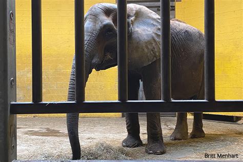 10 Worst Zoos For Elephants In North America Revealed By In Defense Of