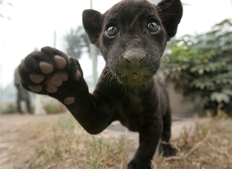 Did you enjoy the video? Black baby jaguar in Peru - YLoveBigCats