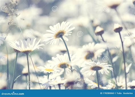 Chamomile Flowers In The Sunlight Beautiful Summer And Spring Floral