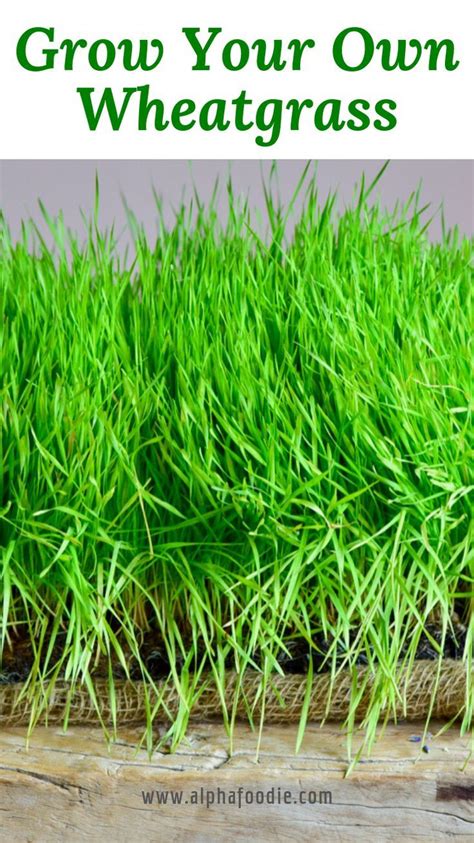 How To Grow Wheatgrass At Home With And Without Soil In 2020 With