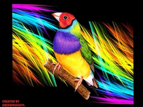 Gouldian Finch Abstract Gouldian Creation Finch Abstract Hd