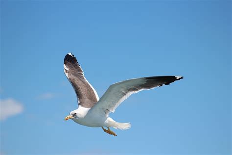Hd Wallpaper Bird Seagulls Flight Sky Nature Dom Seabird Water